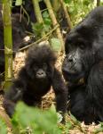 Adult and baby Gorilla, Volcanoes National Park, Rwanda