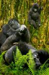 Rwanda, Silverback, Mountain Gorillas