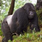 Rwanda, Mountain Gorilla, No 2 Silverback