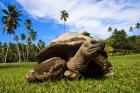 Close Up of Giant Tortoise, Seychelles