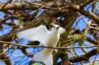 Fairy Turn bird in Trees, Fregate Island, Seychelles