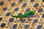 Gecko lizard, Seychelles