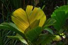 Palm Flora on Praslin Island, Seychelles