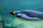 South Africa, Cape Town, Aquarium King penguin