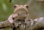 Tree Frog, Phinda Reserve, South Africa