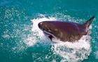 Great White Shark, Capetown, False Bay, South Africa