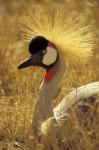 African Crowned Crane, South Africa