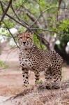 Cheetah, Kapama Game Reserve, South Africa