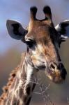 Close-up of Giraffe Feeding, South Africa
