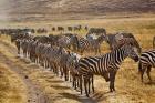 Burchell's Zebra waiting in line for dust bath, Ngorongoro Crater, Tanzania