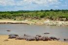 Hippopotamus, Mara River, Serengeti NP, Tanzania