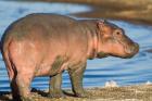 Reddish Very Young Hippo Stands On Shoreline Of Lake Ndutu