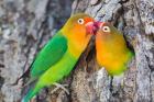 Two Fischer's Lovebirds Nuzzle Each Other, Tanzania