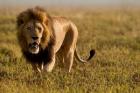 Lion, Ngorongoro Crater, Serengeti National Park, Tanzania