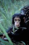 Infant Chimpanzee, Tanzania