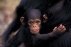 Infant Chimpanzee, Gombe National Park, Tanzania