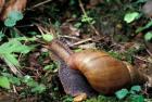 Giant African Land Snail, Gombe National Park, Tanzania