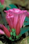 Pink Flower with buds, Gombe National Park, Tanzania
