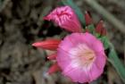 Pink Flower in Bloom, Gombe National Park, Tanzania