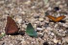 Three Butterflies, Gombe National Park, Tanzania