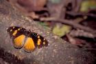 Resting Butterfly, Gombe National Park, Tanzania