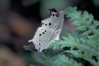 White Butterfly, Gombe National Park, Tanzania