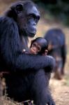 Female Chimpanzee Cradles Newborn Chimp, Gombe National Park, Tanzania