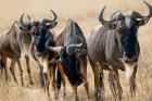 Tanzania, Ngorongoro Crater, Wildebeest wildlife