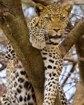 Africa. Tanzania. Leopard in tree at Serengeti NP