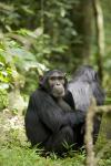 Uganda, Kibale National Park, Young Male Chimpanzee