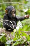 Uganda, Kibale National Park, Infant Chimpanzee