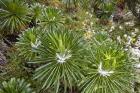 Lobelia wollastoni in fresh snow, Ruwenzori, Uganda