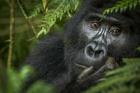 Mountain Gorilla, Bwindi Impenetrable Forest, Uganda