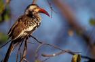 Zimbabwe, Hwange NP, Red-billed hornbill bird