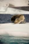 Antarctica. Leopard seal adrift on ice flow.