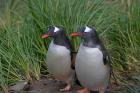 Gentoo Penguin, Cooper Baby, South Georgia, Antarctica