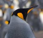 King Penguin, Salisbury Plain, South Georgia, Antarctica