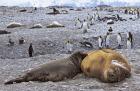 Southern Elephant Seal pub suckling milk from mother, Island of South Georgia