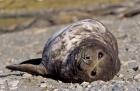 Southern Elephant Seal, portrait of pub, Island of South Georgia