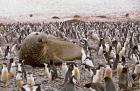 Southern Elephant Seal big bull and chinstrap penguins, wildlife, South Georgia