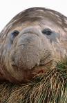 Southern Elephant Seal, bull during harem and mating season, South Georgia