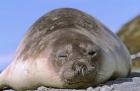 Resting Elephant Seal cow,  South Georgia