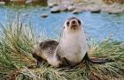 Portrait of young bull, Kerguelen Fur Seal, Antarctic Fur Seal, South Georgia