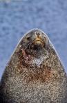 Kerguelen Fur Seal, Antarctic Fur Seal, South Georgia, Sub-Antarctica