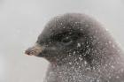 Antarctica, Brown Bluff, Adelie penguin chick