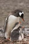Antarctica, Aitcho Island, Gentoo penguin