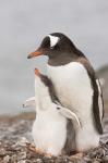 Antarctica, Aitcho Island. Gentoo penguin chick