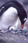 Gentoo Penguin on Nest, Antarctica