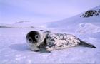 Weddell Seal, Kloa 'EP' Rookery, Australian Antarctic Territory, Antarctica