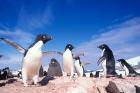 Adelie Penguin Rookery, Petermann Island, Lemaire Channel, Antarctica